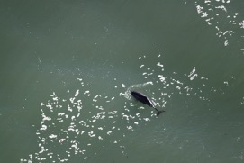 Missing Picture